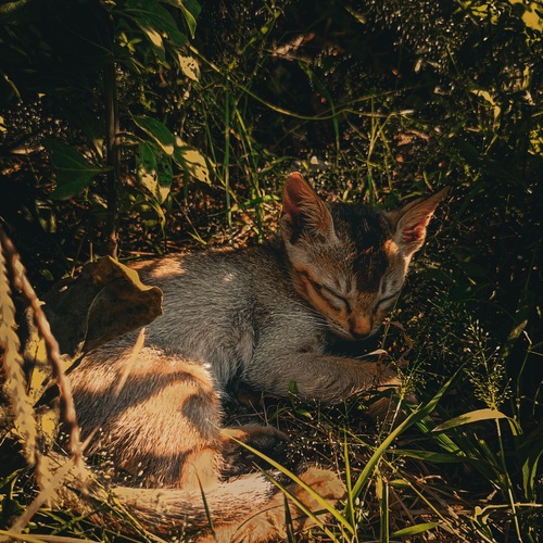 Photo #14056330