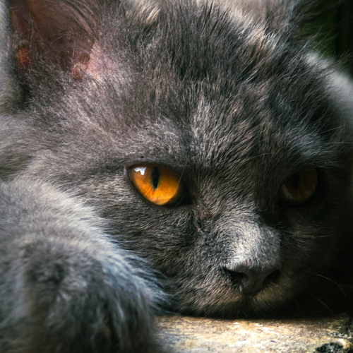 Photo #14056423
