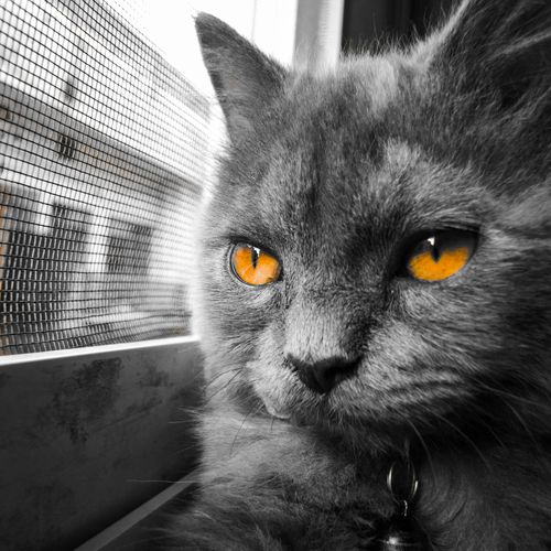 Photo #14056438