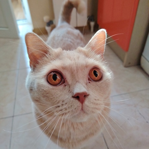 Fat Cat Semen