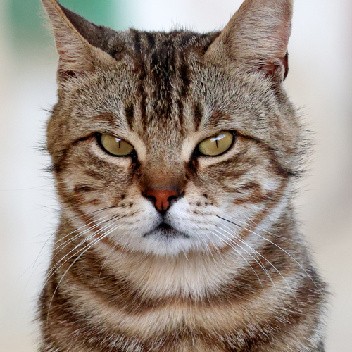 Photo #14056532