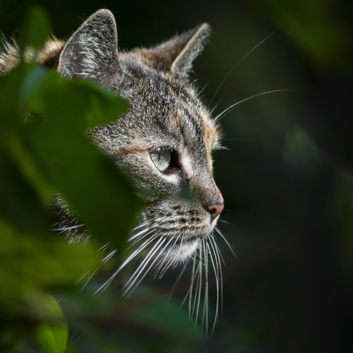 Cat outdoor
