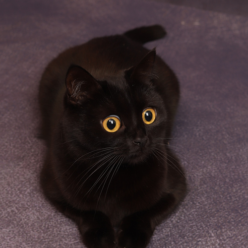 Photo #14056610
