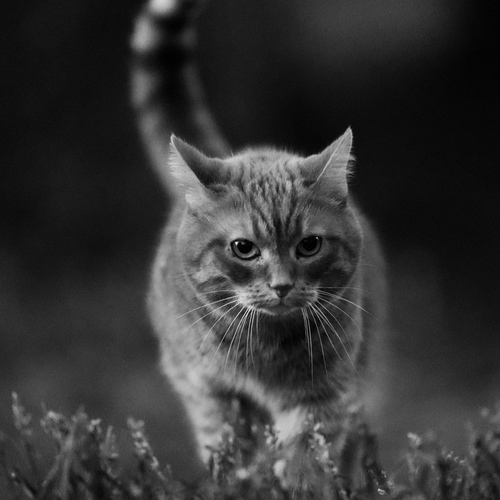 Photo #14056633