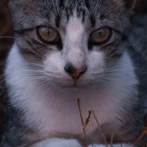 Photo #14056635