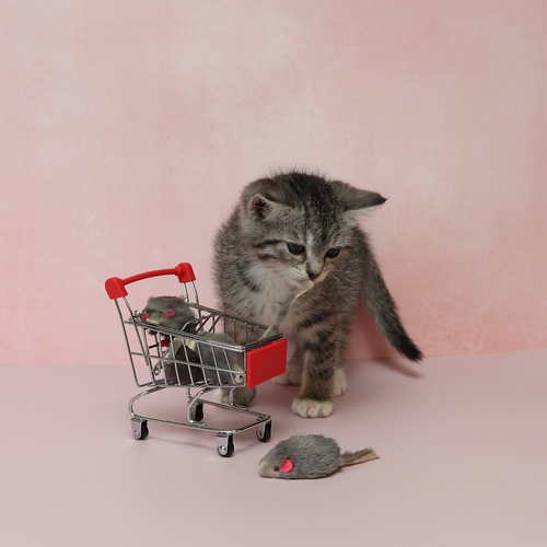 Photo #14056638