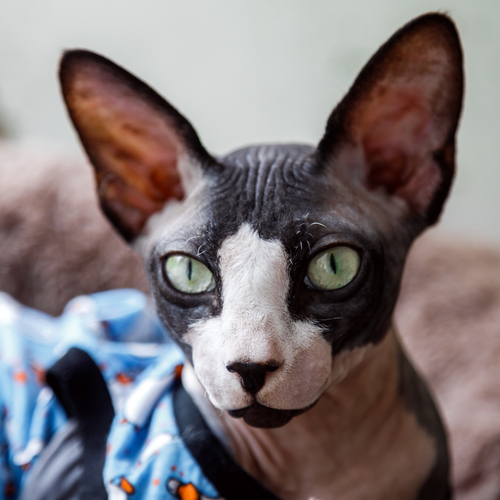 Photo #14056682