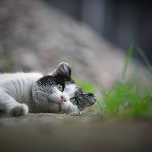 Photo #14056787