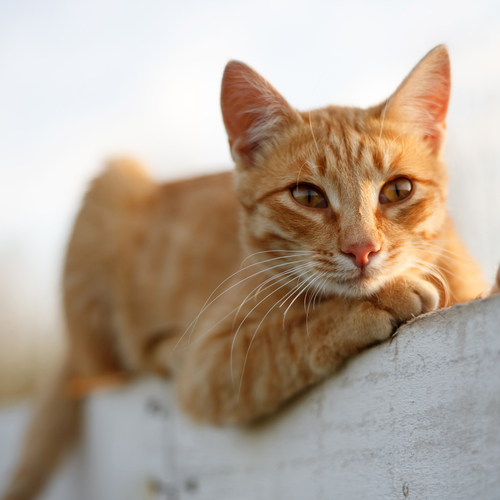 Photo #14056843