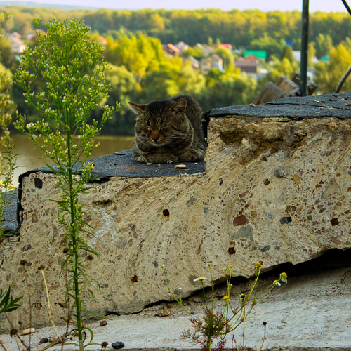 Photo #14056851
