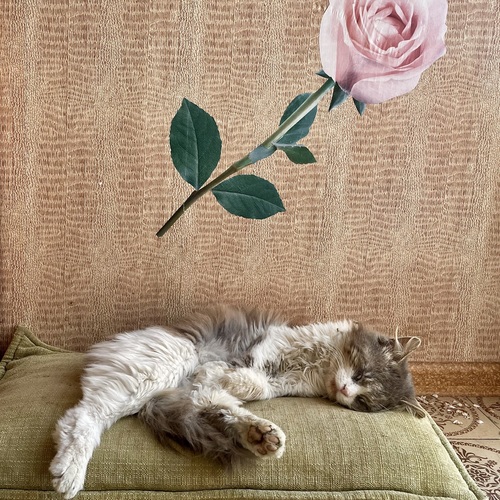 Photo #14056868
