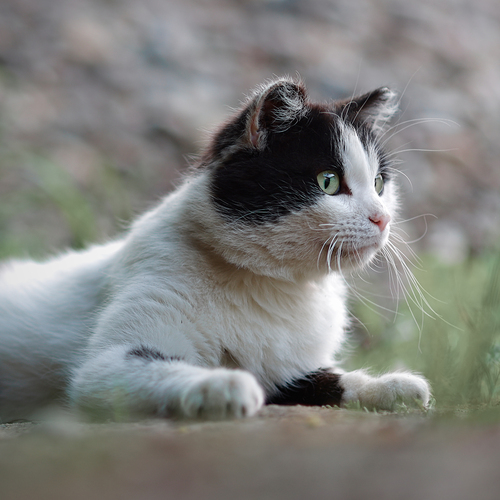 Photo #14056875