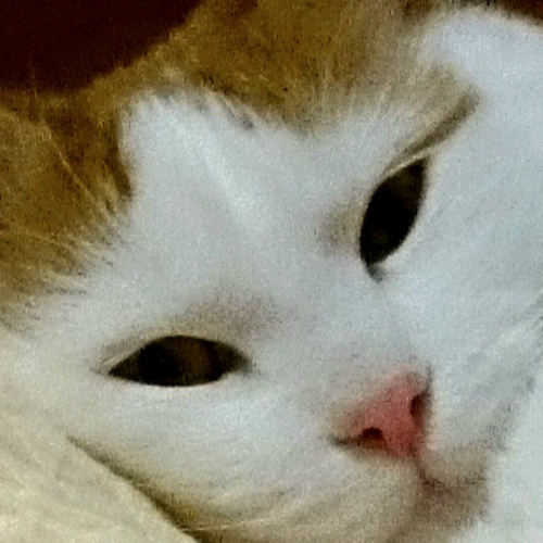 Photo #14056884