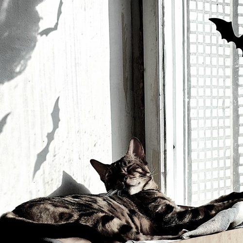 Photo #14056891