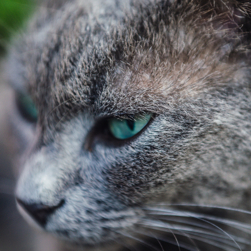 Photo #14056950