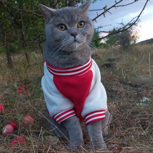 Photo #14056976