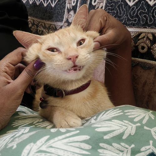 Photo #14057014