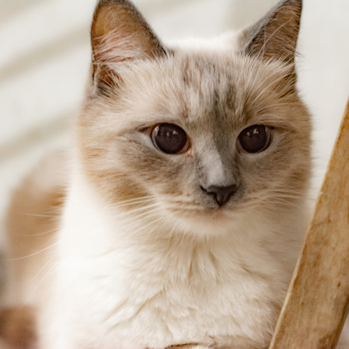 Photo #14057081