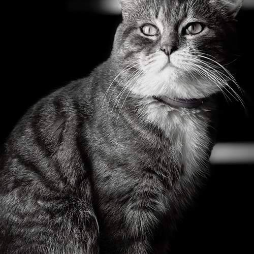 Photo #14057091