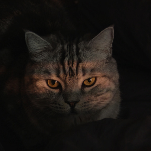 Photo #14057137