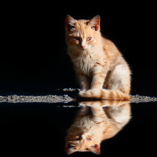 Photo #14057168