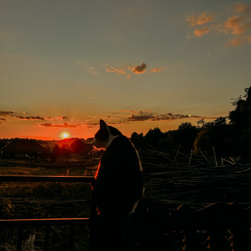 Photo #14057221