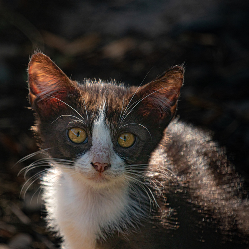 Photo #14057227