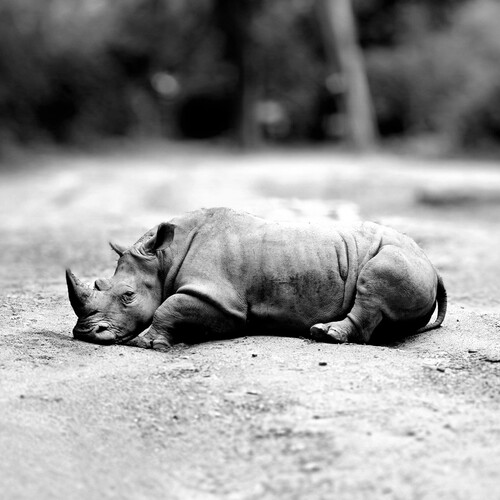 Photo #14057230