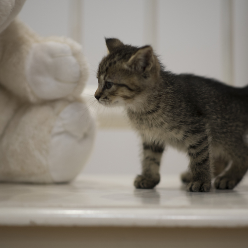 Photo #14057246