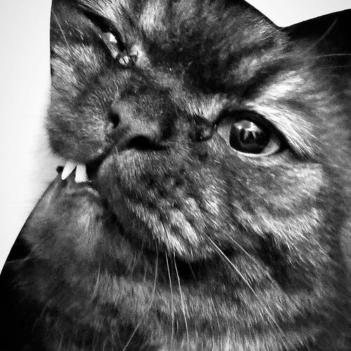 Photo #14057251