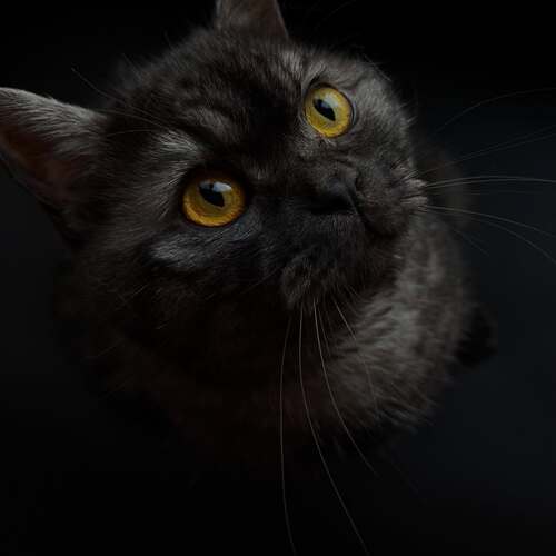 Photo #14057264
