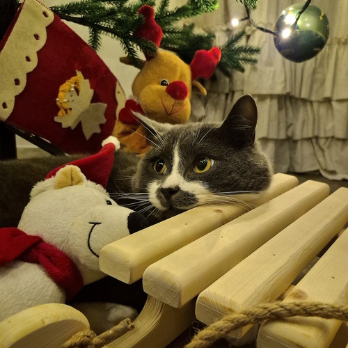 Photo #14057301
