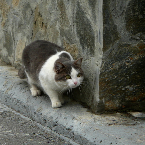 Photo #14057305