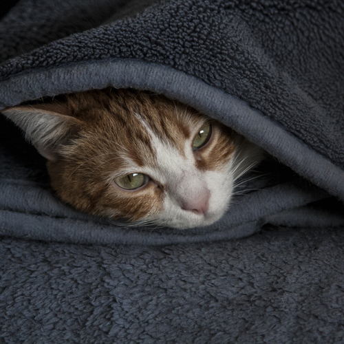 Photo #14057539