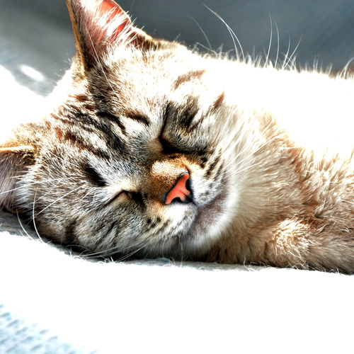 Photo #14057540