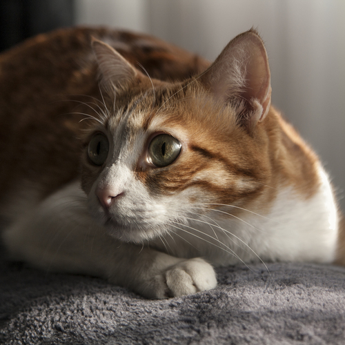 Photo #14057546