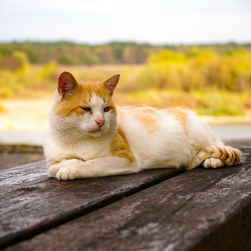 Photo #14057573