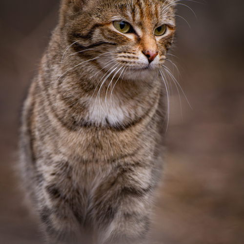 Photo #14057577