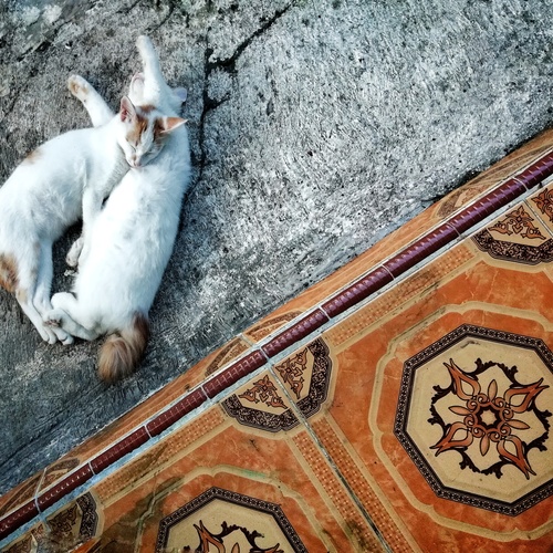 Photo #14057579