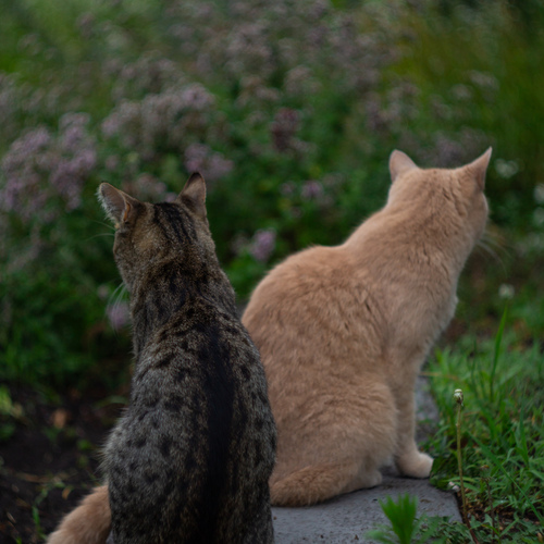 Photo #14057588