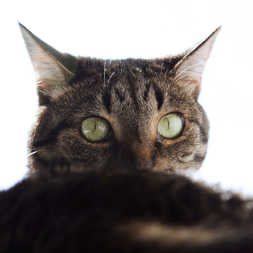 Photo #14057727