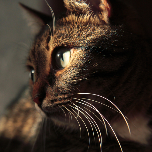 Photo #14057733