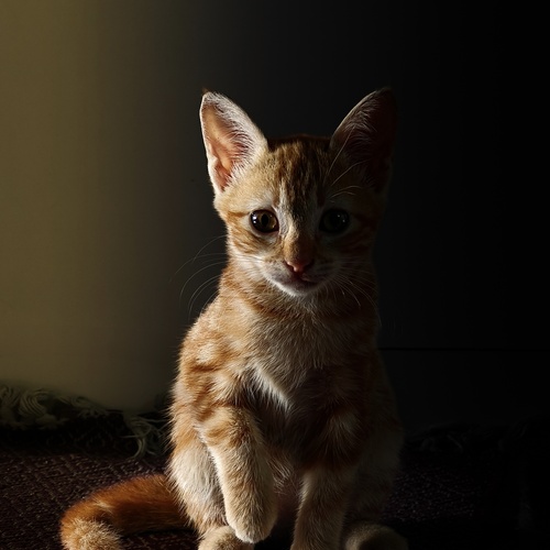 Photo #14057735