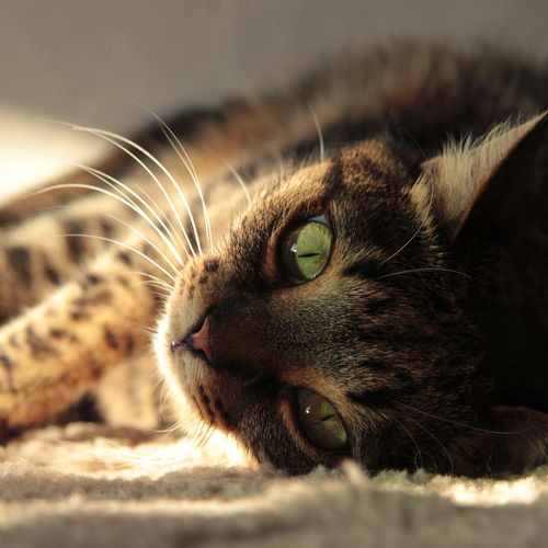 Photo #14057737