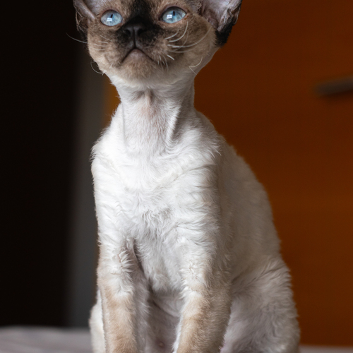 Photo #14057908