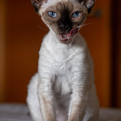 Photo #14057910