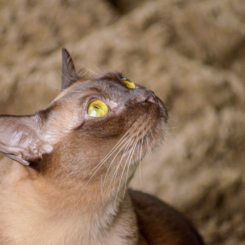 Photo #14058055