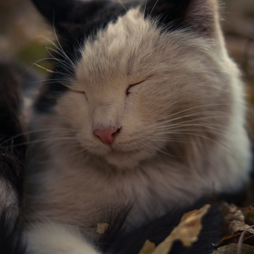 Photo #14058162