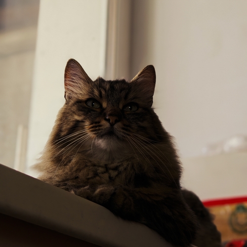 Photo #14058265
