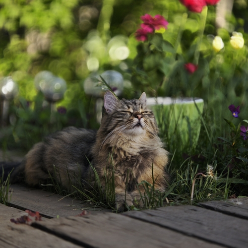 Photo #14058266